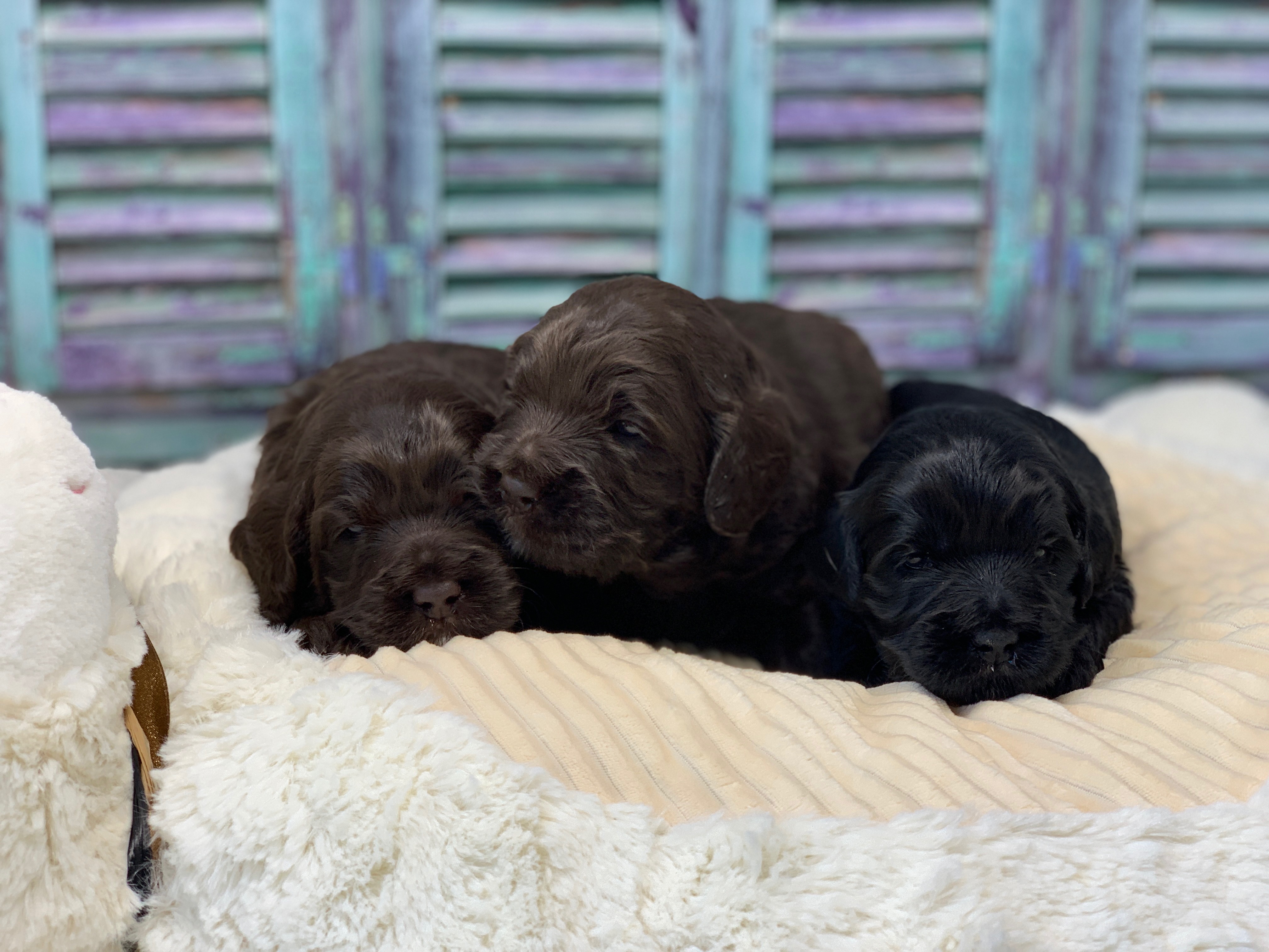 Mary, Doobie & Jane