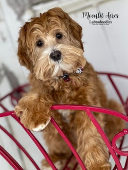 Jack Sparrow (dragged) 2