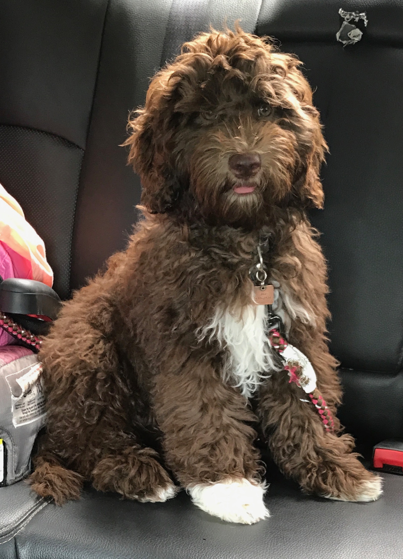 Mini Australian Labradoodle