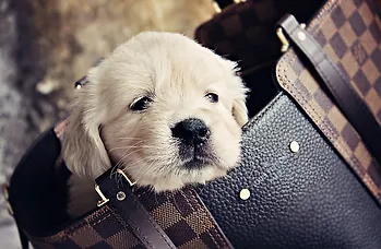 English Golden Retriever Puppies