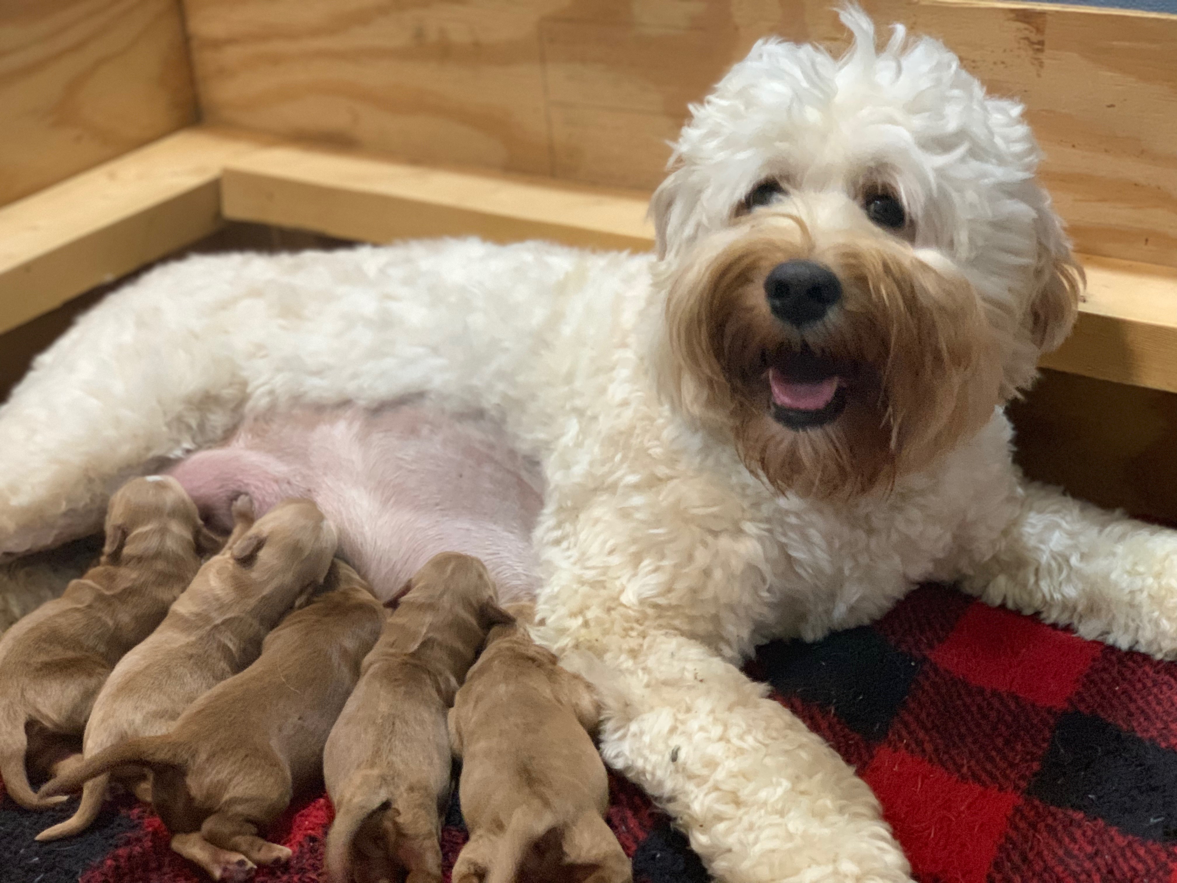 Happy Mama