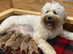 Happy Mama