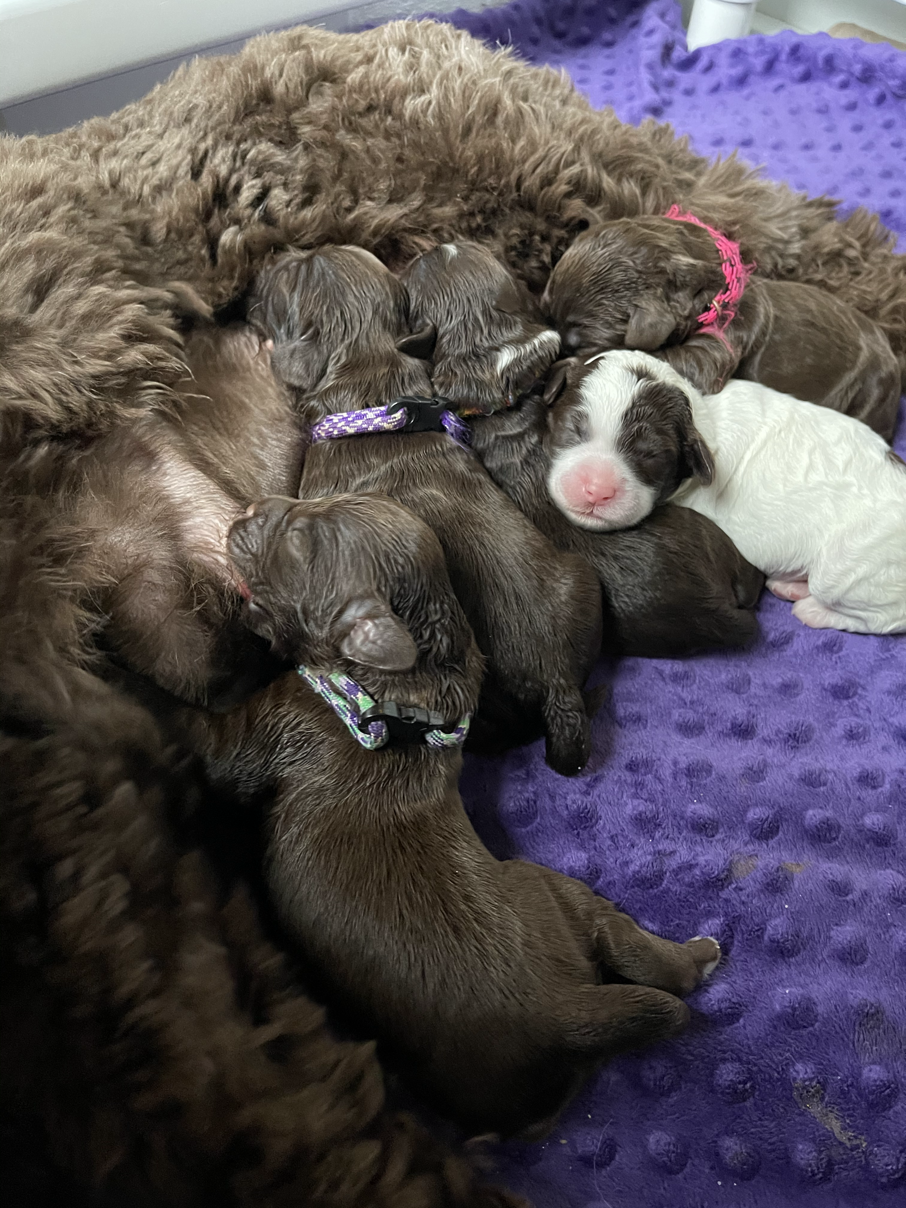 1 Week old