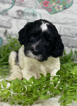 Chocolate Chip