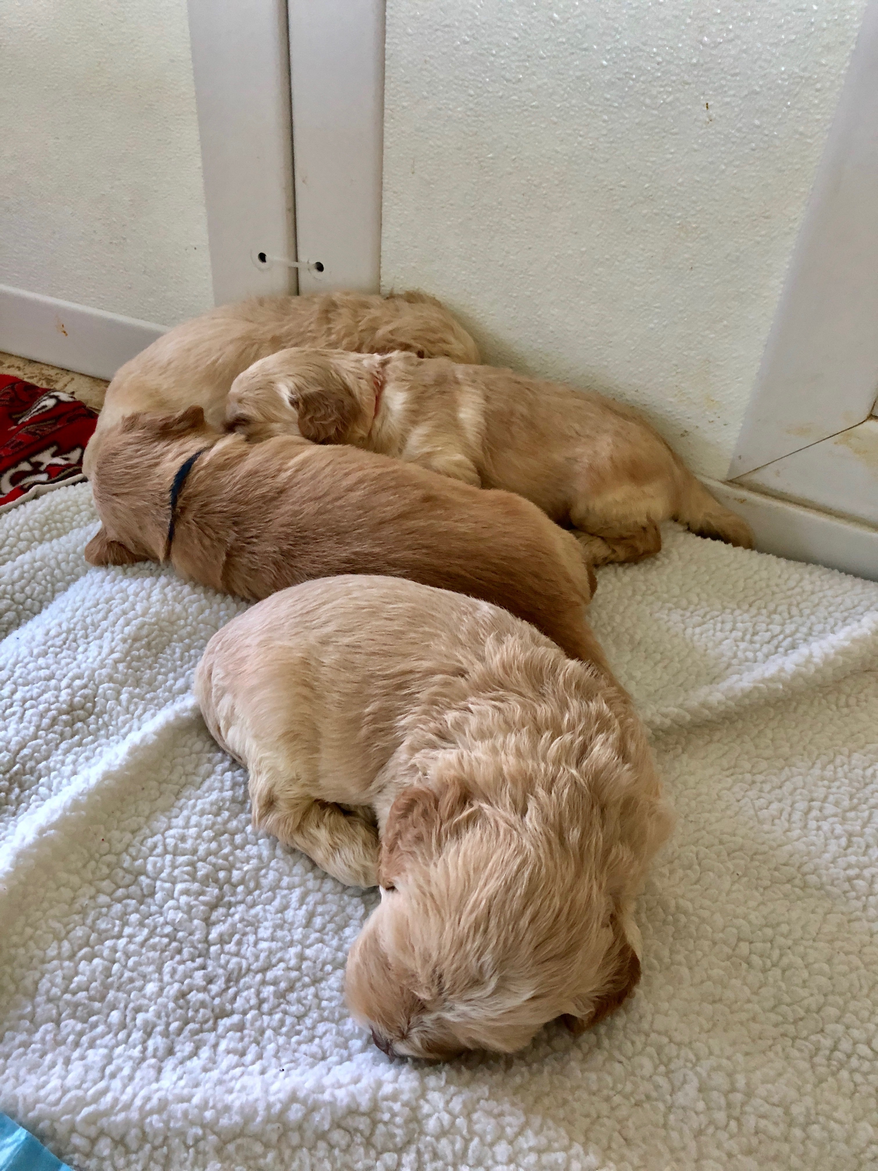 Puppy Pile