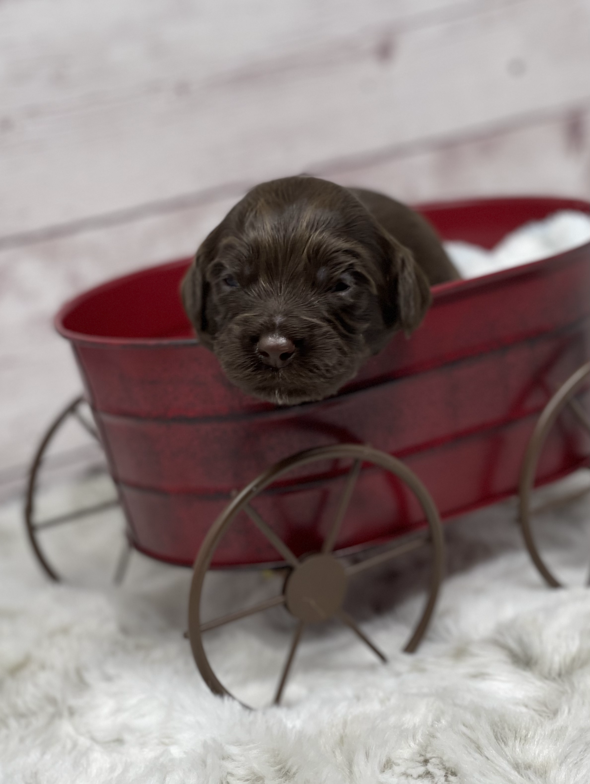 Rolo