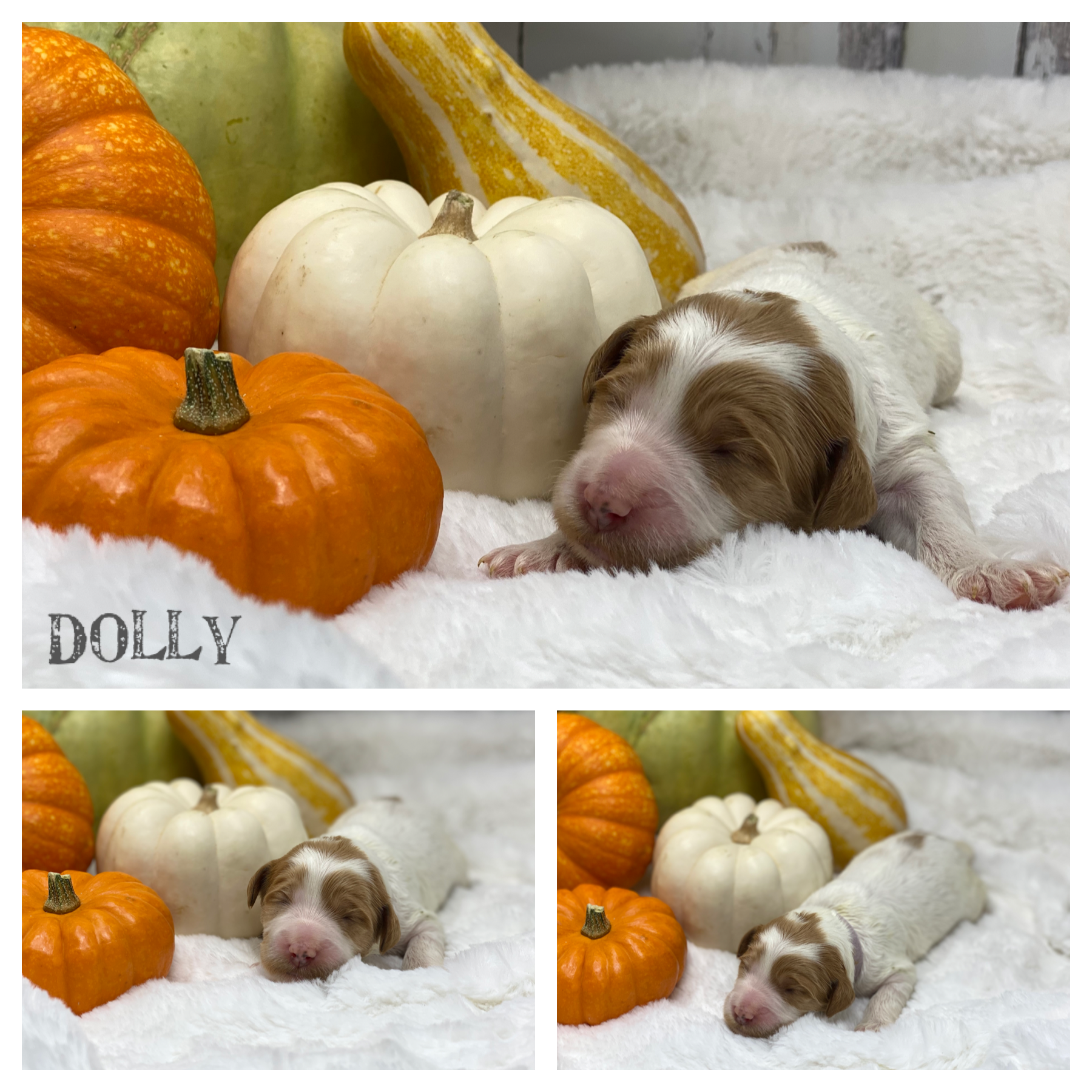 Dolly