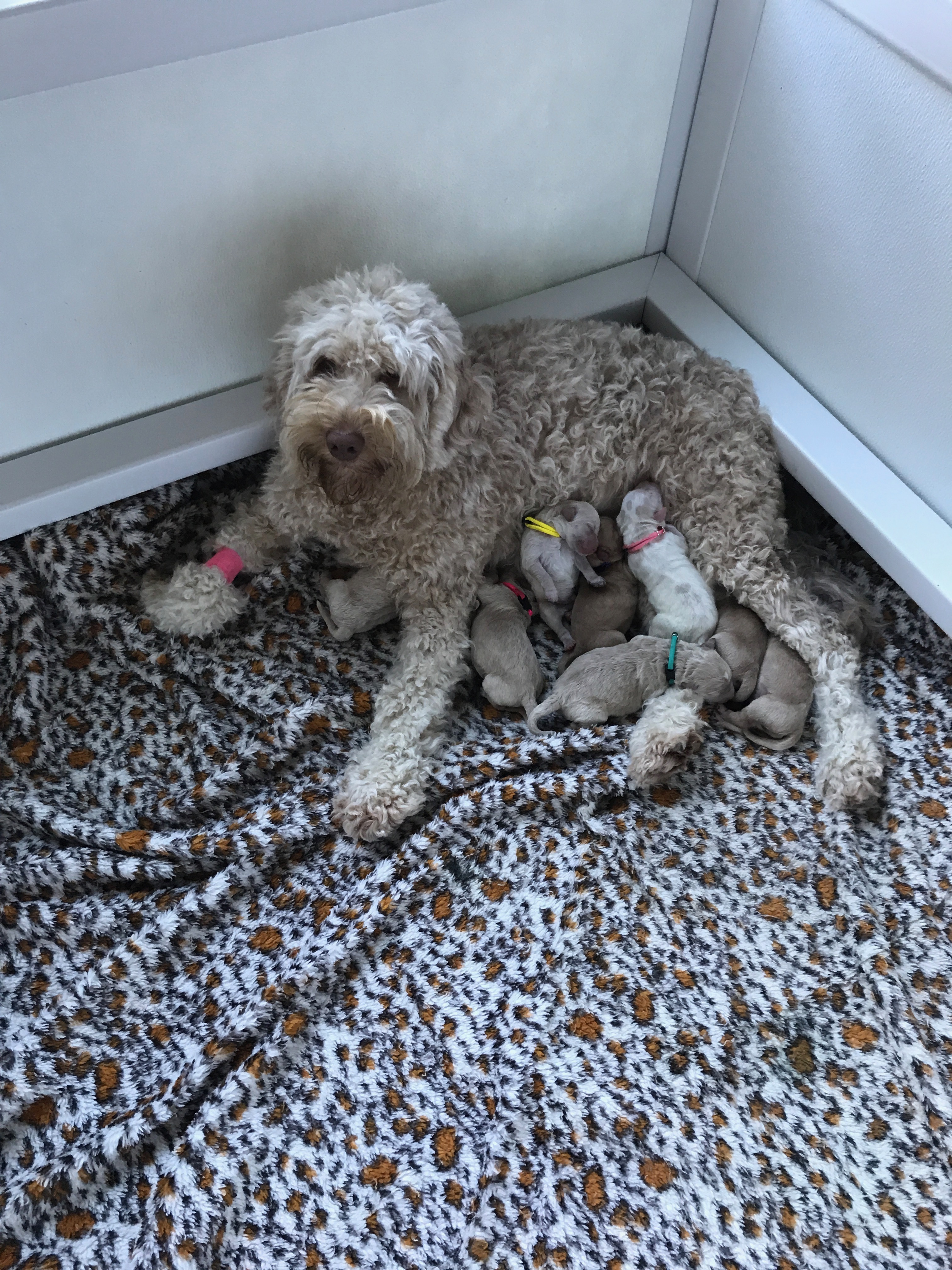 Home from the vet