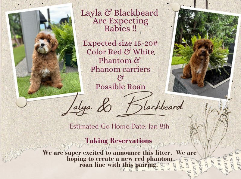 Layla x Blackbeard Card.jpeg