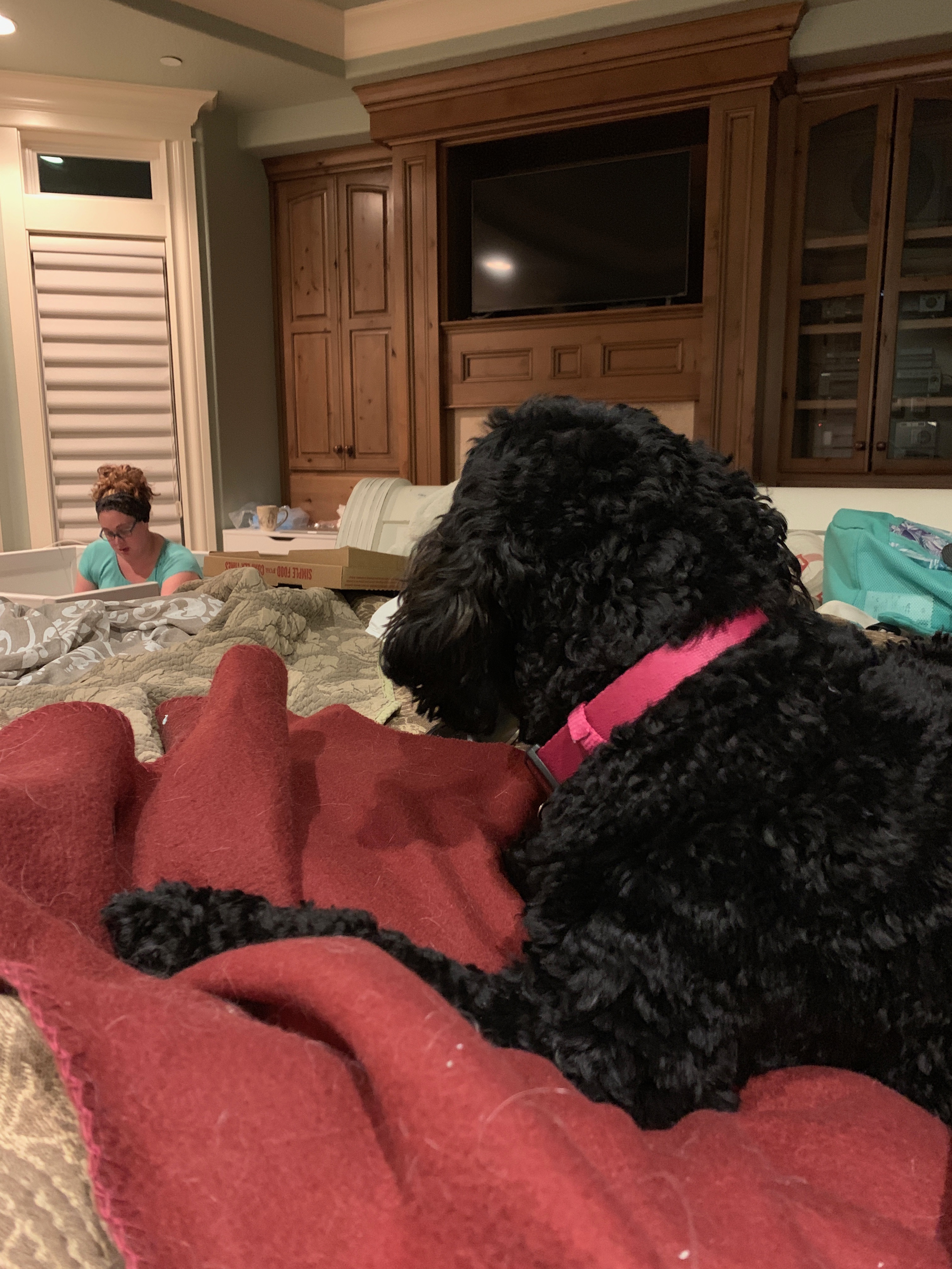 Sheba is watching from a distance