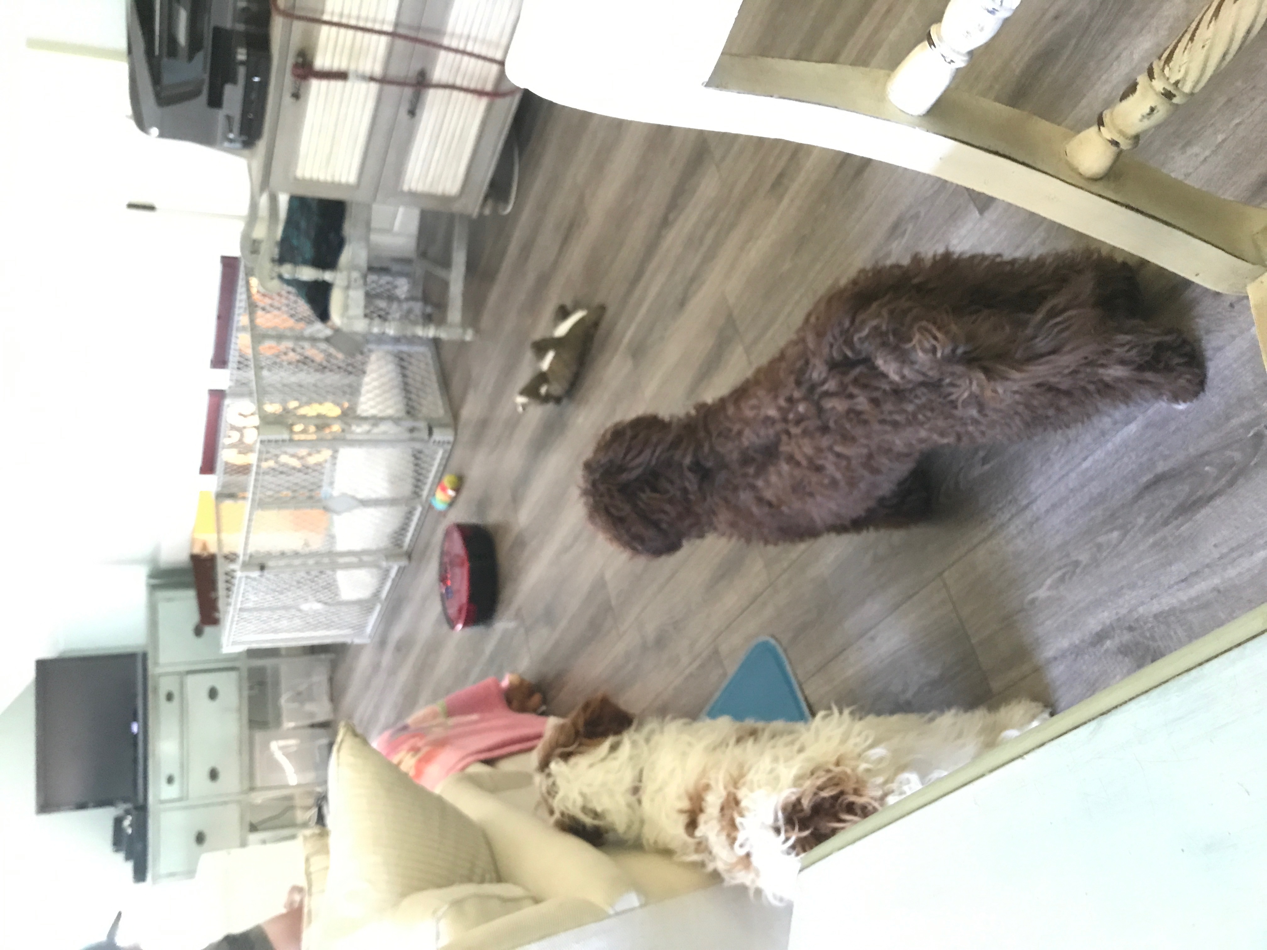 Vacuum monster!