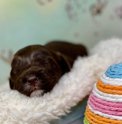 Macaroon