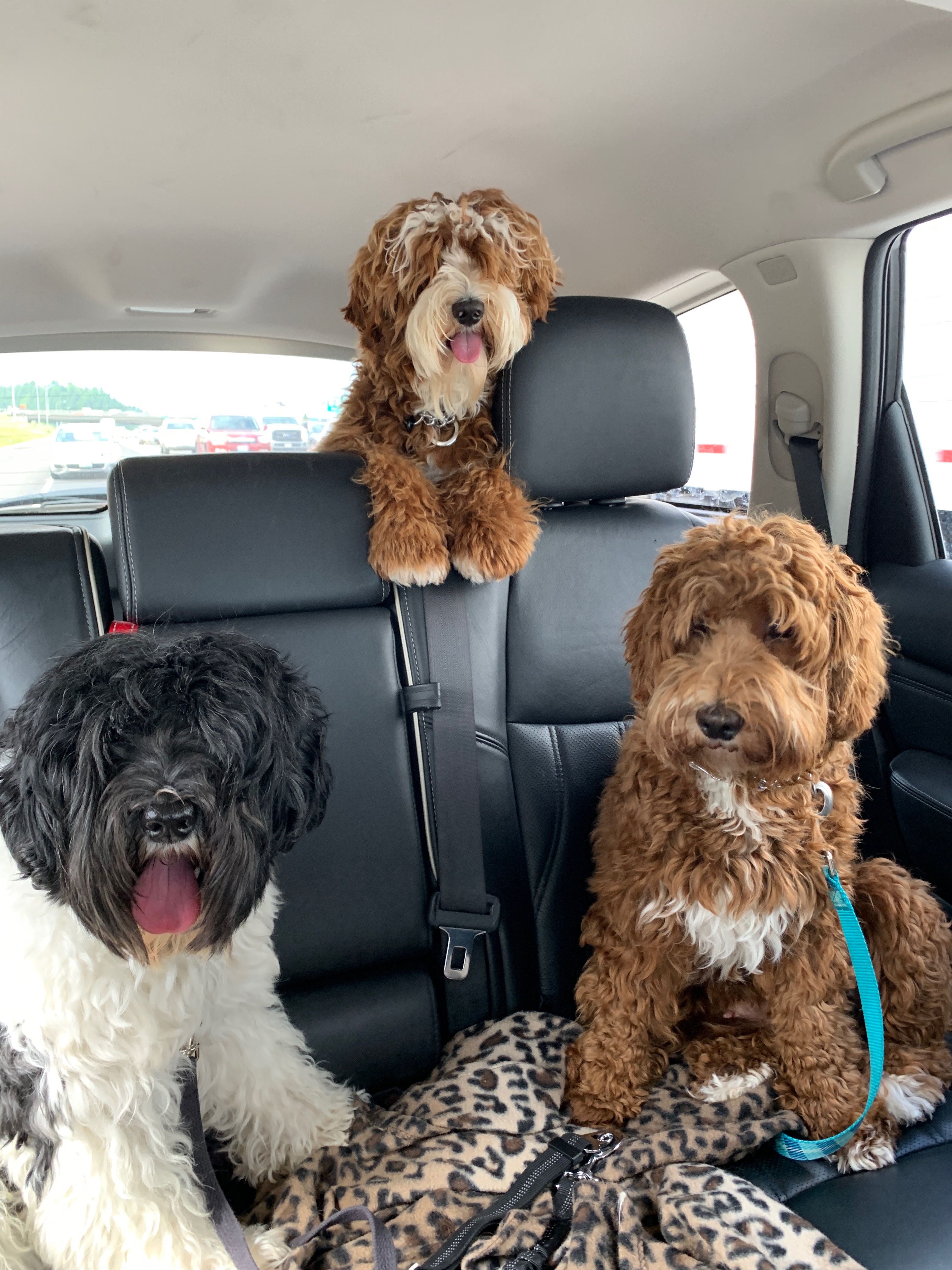 Slick, Hudson & Ava