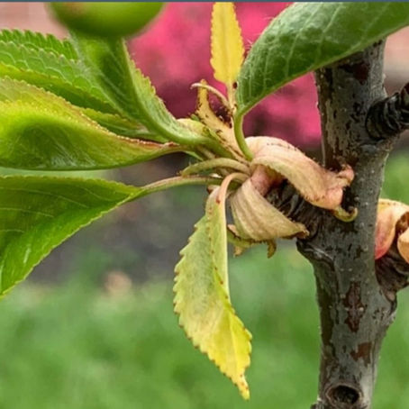 Bud #35