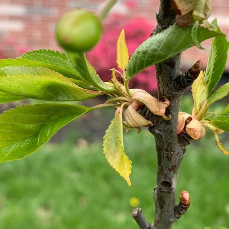 Bud #25