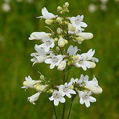 Penstemon digitalis.merv_bcwebMG_7158__14347.1691780685.JPG_c=1.jpg