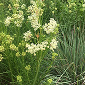 asclepias-verticillata-with-schizachyrium-sq.jpg