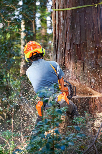 You can experience right in front of your eyes the chainsaw cutting down famous trees over 100 years old, which are overwhelming just by looking at them. -Nara Forest Tour 2025 Forest Worker Experience