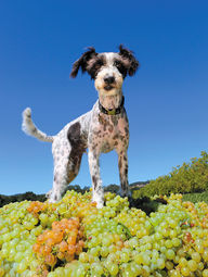 Craig McGill, Wine Dogs Photographer. Anderson's Conn Valley Vineyards, St Helena, Napa California.