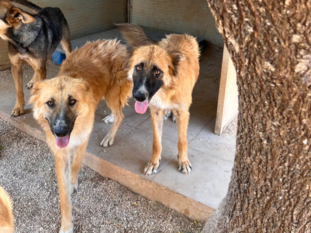 Besuch in Apulien – 4 Tage, 1000 Hunde und unzählige Eindrücke 🐾