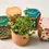 Thumbnail: Tiny Terracotta Grow Kits - Daisy or Poppies