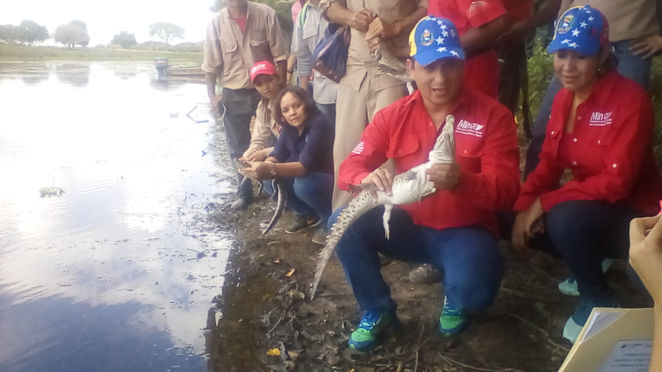 Ministro Velásquez liberó 42 ejemplares del caimán del Orinoco en el hato El Cedral