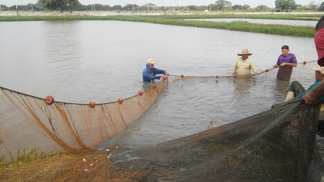 ESTACIÓN PISCÍCOLA DISTRIBUYO MÁS DE 70 ALEVINES DE CACHAMA A PRODUCTORES DE APURE Y GUARICO