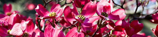 pinkkk.jfif