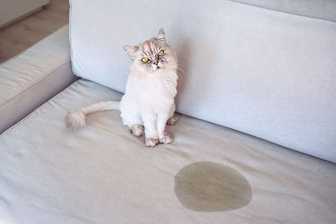 pet stains.jpg