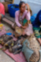 Fresh poultry at the morning market in Luang Prabang.