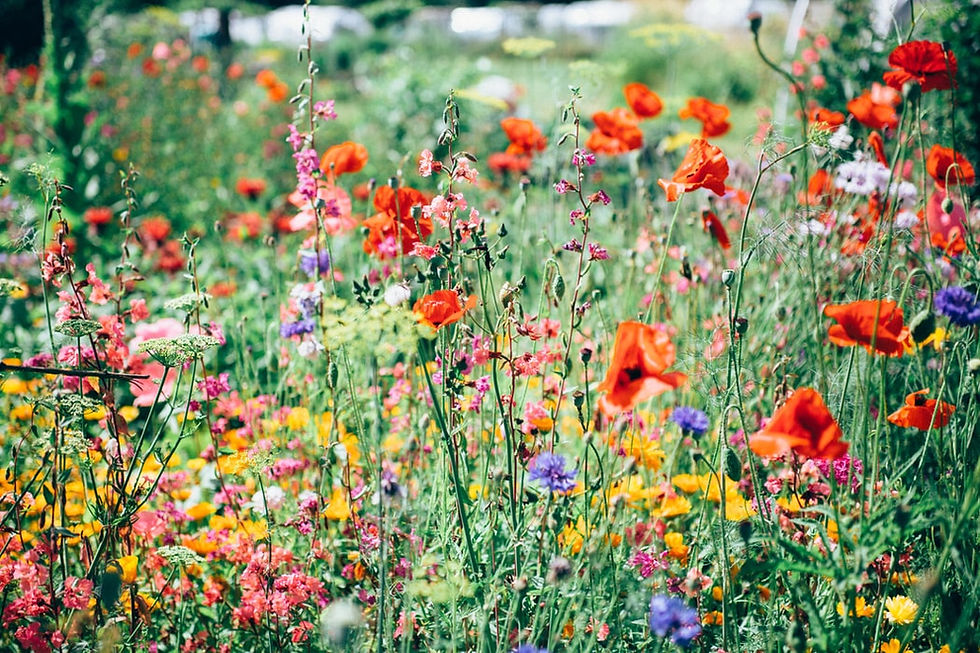 Formation : les élixirs floraux du Dr Bach