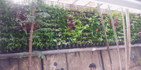 Backyard Biowall
Vertical Garden