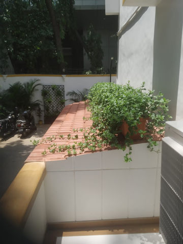 Wadelia Plants, Trailing Plants
Potted plants
