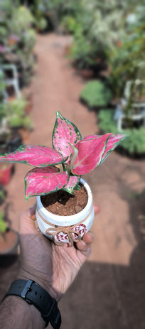 Aglaonema 
Plant Gifts
