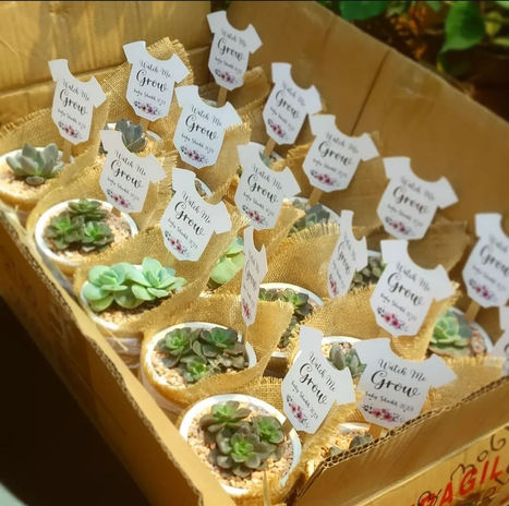 Succulents with Ceramic Pebbles - Gift Wrap
