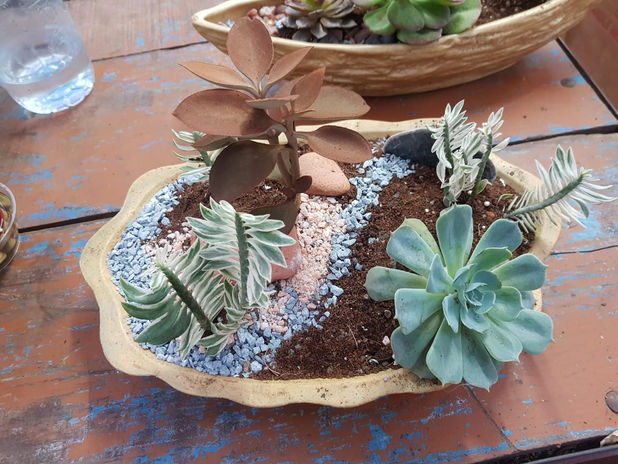 Succulents Arrangements in  a tray
