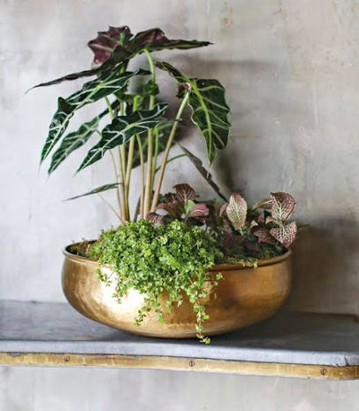 Plant Arrangements