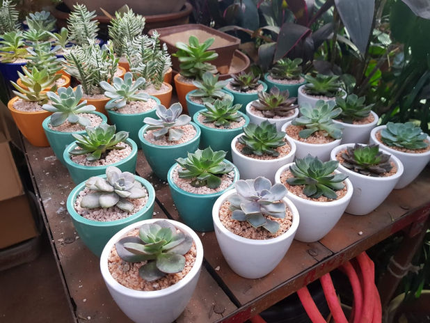 Succulents, Pebbles