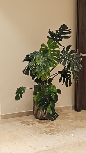 Monstera for Indoor