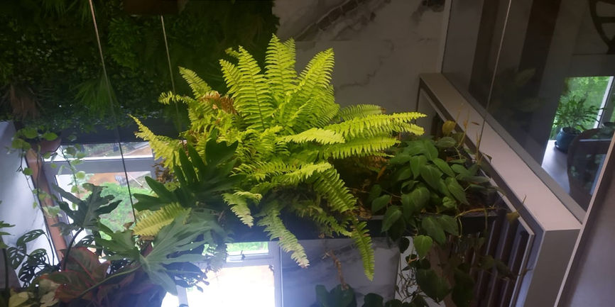 Metal Hanging Planters
indoor plants