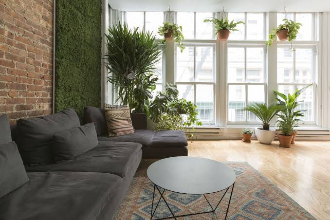 Semi Shade Plants
Indoor Green Living