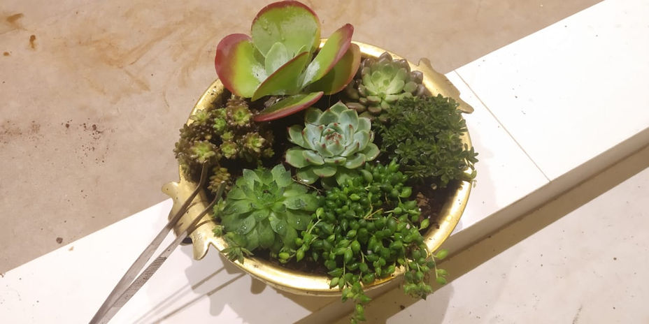 Succulents Bowl, Plant Arrangements