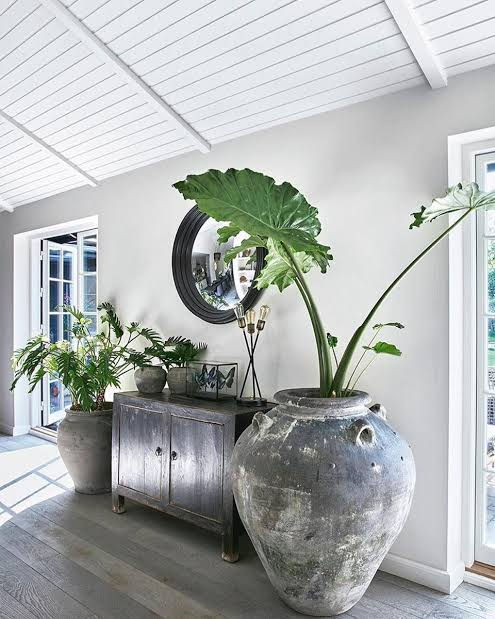 Big Plants
