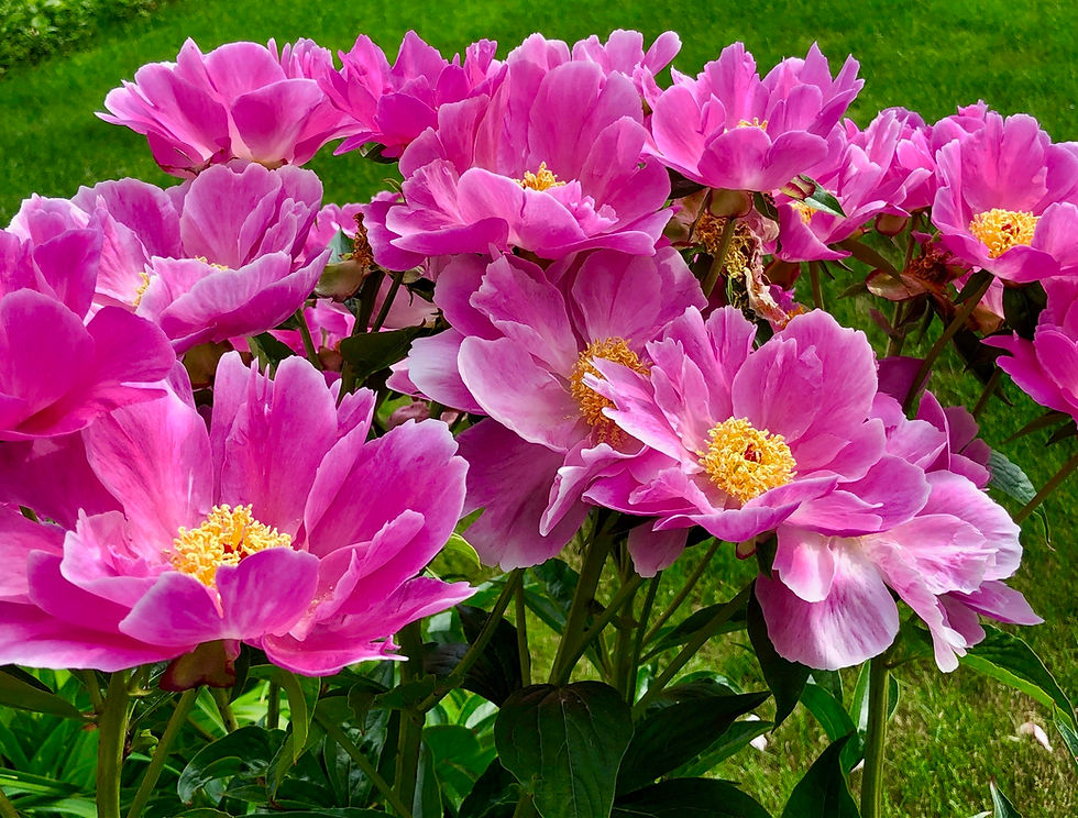 The Gardens - Peony Garden
