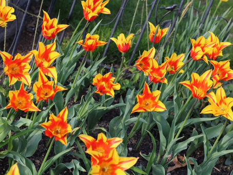 Our Gardens - The Corner Garden