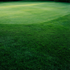 Lawn Transformation