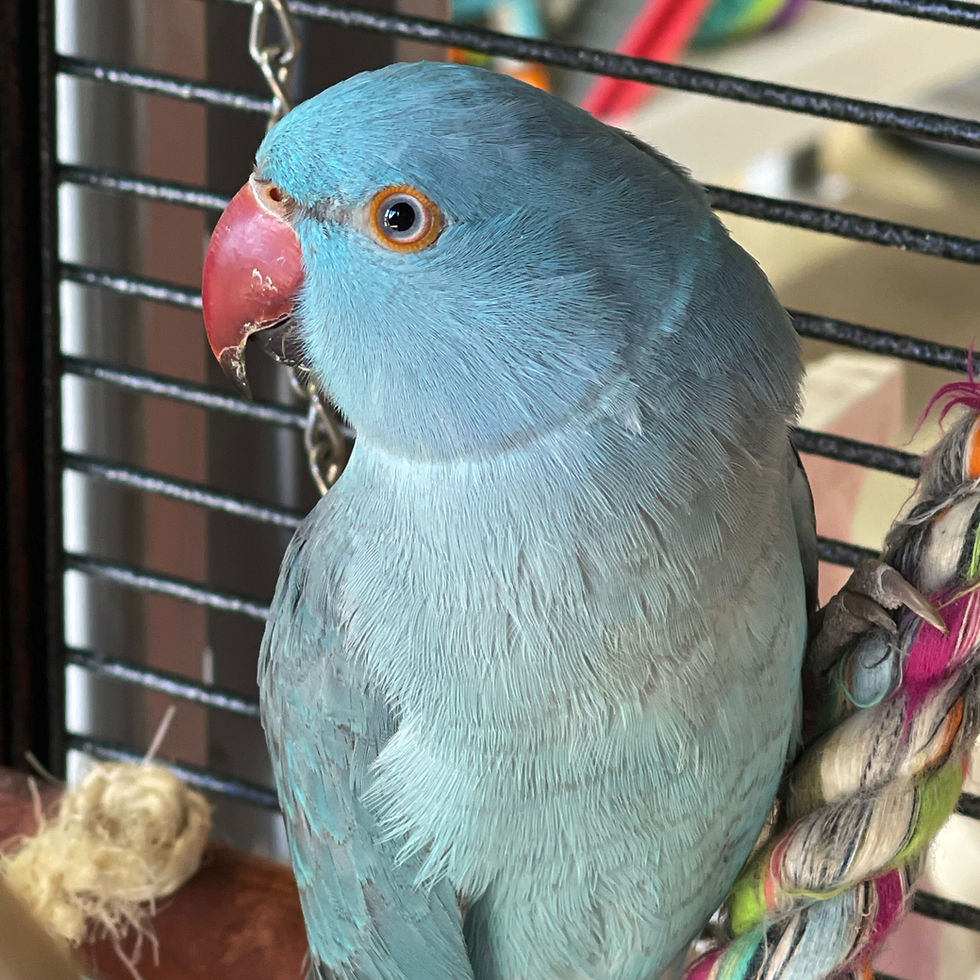 Pet Shop and Supplies Sunbury Stockfeeds Sunbury