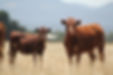 Red cow and calf.jpg