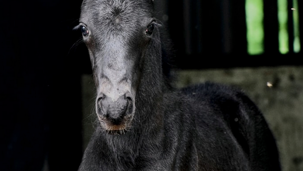 Dressage foal by Sky