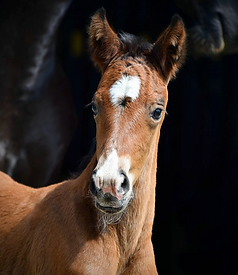 Screenshot 2025-05-12 at 4.32.55 PM.png